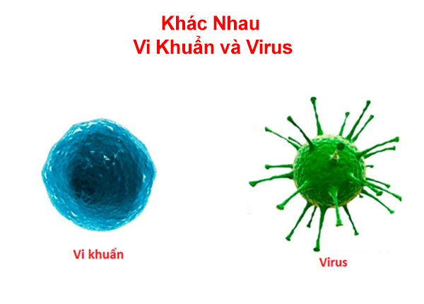 Bác sĩ Trường Dược Sài Gòn chia sẻ sự khác nhau giữa vi khuẩn và virus